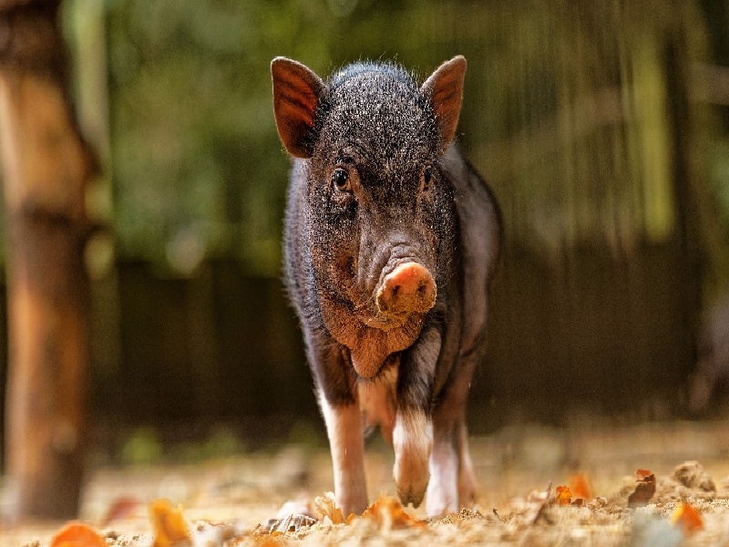 银川哪可以代怀,银川北京和承德试管（试管什么药最长内膜）